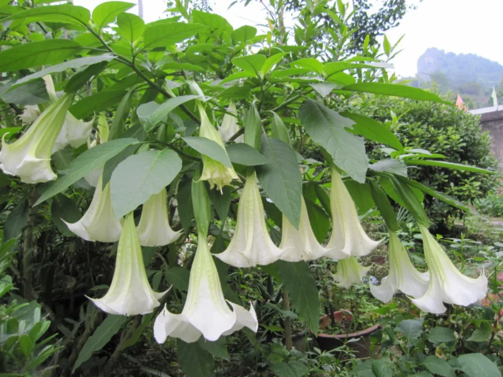 Online 100 Pcs White Datura Seed Balcony Plant Flowers Potted Online 100 Pcs White Datura Seed Balcony Plant Flowers Potted Bonsai Seeds Garden Herbs Mandala Flower Aliexpress Mobile