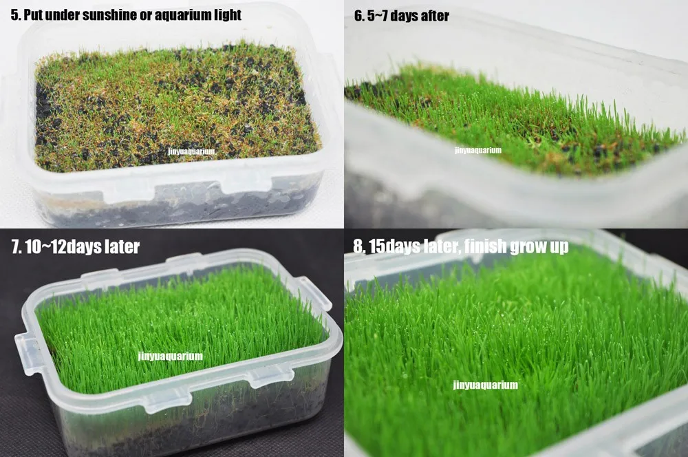 Водные растения seedEleocharis Acicularis аналогичный передний ковер аквариум живой водный пейзаж аквариума легко быстро расти