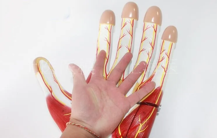 Otot Tangan Vaskular Saraf Model Palm Model Anatomi Tangan Buku Buku Jari Dengan Otot Dan Pembuluh Darah 60 Signifikan Alat Bagian Aliexpress Otot Tangan Vaskular Saraf Model Palm Model Anatomi Tangan Buku Buku Jari Dengan Otot Dan Pembuluh Darah 60 Signifikan Alat Bagian Aliexpress