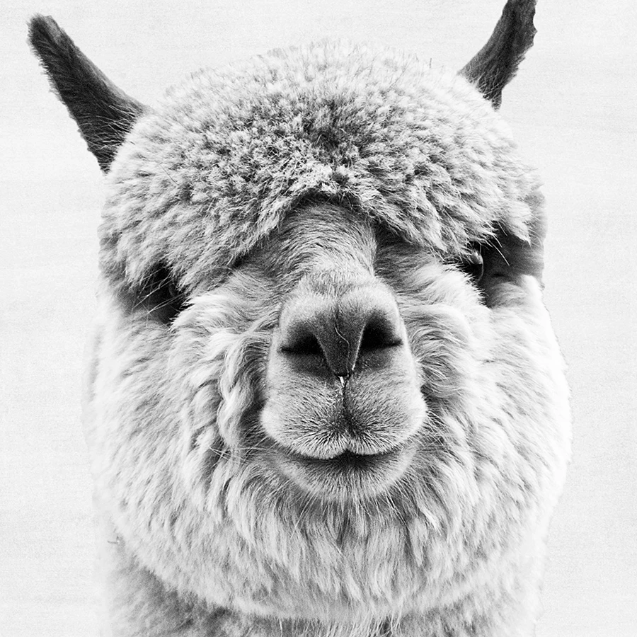 Hewan Alpaka Seni Cetak Dan Poster Alpaca Fotografi Kanvas