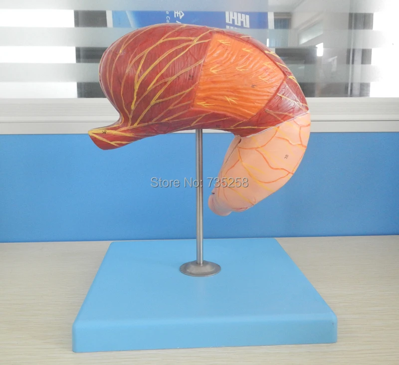 

Stomach Model,Gastric Anatomy Model,ISO Certification Stomach Anatomical Model