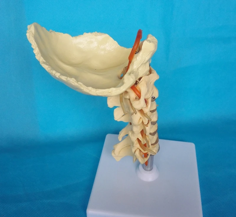 Медицинская научная Шейная группа нейронный скелет модель скелета медицинская Учебная модель