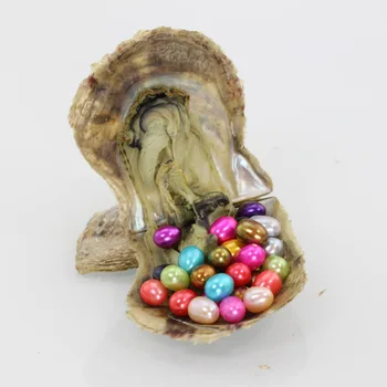 

High Quality Akoya Pearl Oyster DIY new oval 7-8mm multicolor freshwater natural Cultured in saltwater Oyster Pearl AO026