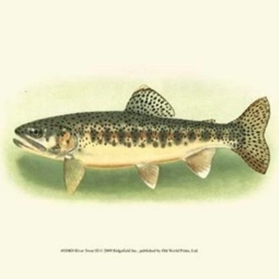 River Trout III Poster Print (13 x 10)
