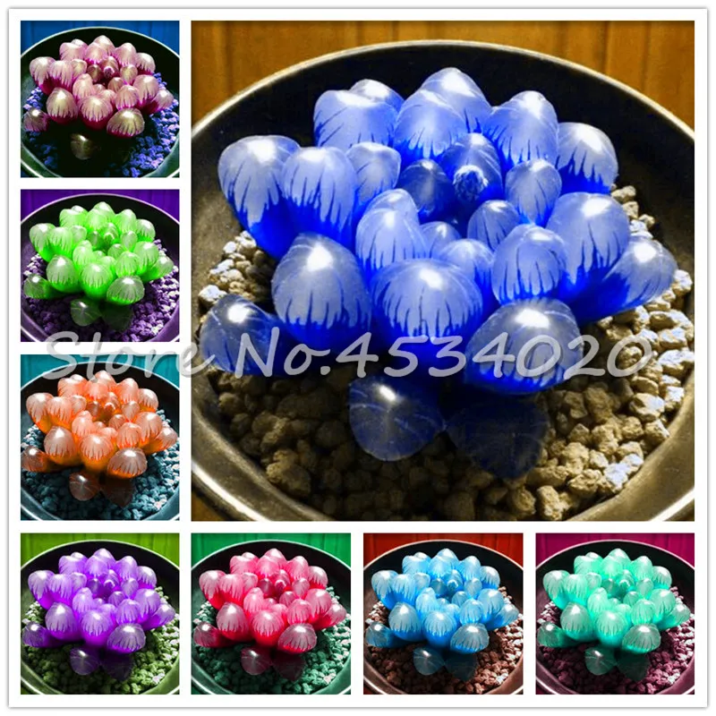 

Time Limited! Sementes Cactus Plants Mix Lithops Succulents Living Stones Bonsai Organic Diy Indoor Home Garden - 100 Pcs/Lot