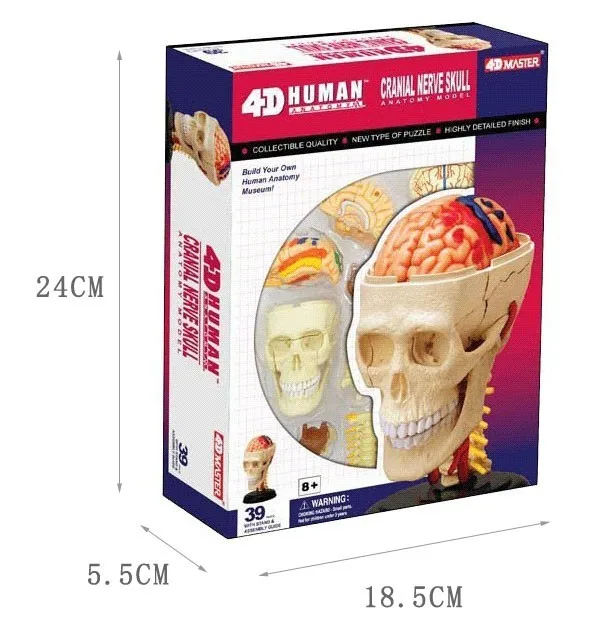 

4D MASTER puzzle assembling toys / body 39pcs assembled set skull brain neuroanatomical model free shipping