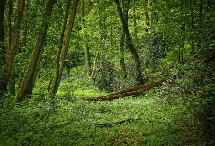 

Laeacco Forest Green Road Jungle Landscape Scene Photography Backgrounds Custom Camera Photographic Backdrops For Photo Studio