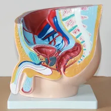 

Procreation Urinary System model Male pelvis Anatomical Structure Model prostate Medical Teaching 29*27*20CM free shipping