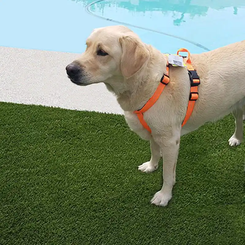 Puppy body harness Clearance