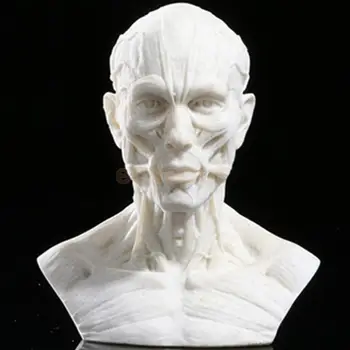 

Resin Human Model Anatomy Skull Head Muscle Drawing School Figurine White
