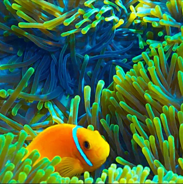 3d фрески для пола фотообои на заказ тропическая тарелка ПВХ водонепроницаемый