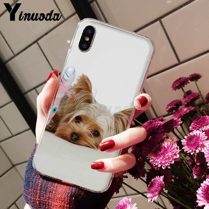 Yorkshire terrier dog