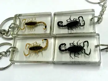 

free shipping 12 keychain real cool scorpion transparent rectangle style jewelry