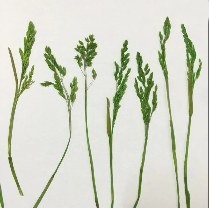 60pcs Pressed Dried Filipendula Palmate Leaf Leaves Plant Herbarium For Jewelry Making Phone Case Decor Craft DIY | Дом и сад