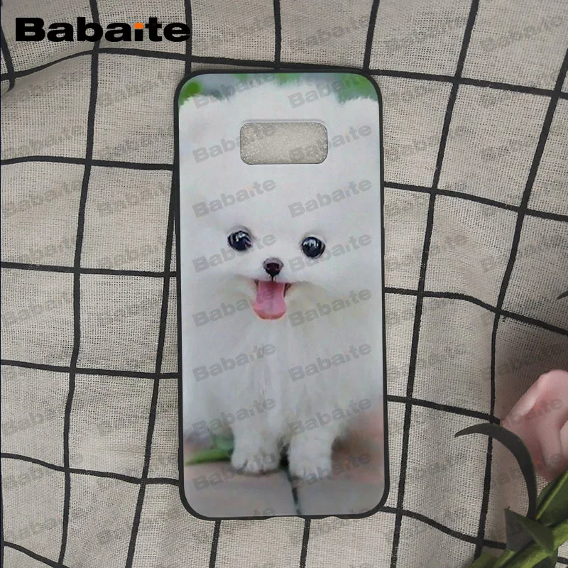 Pomeranian dogs puppy
