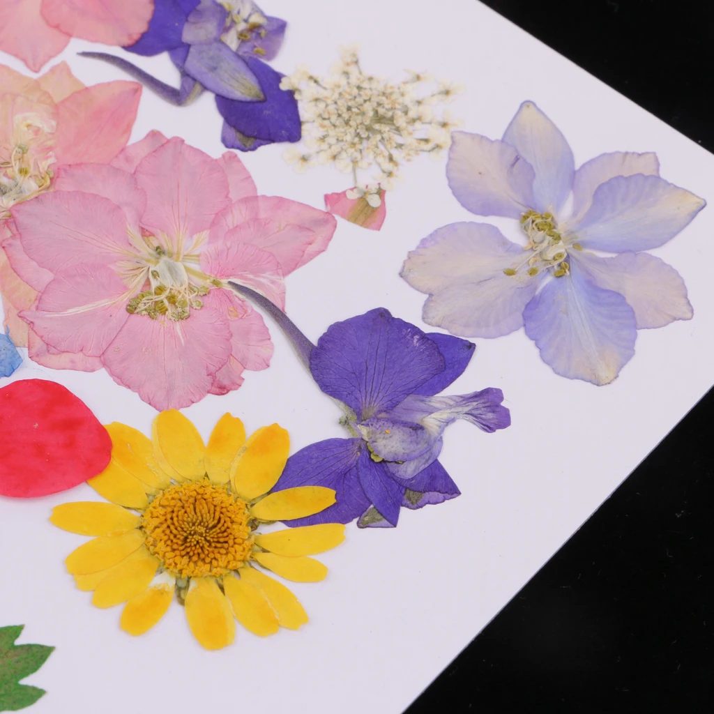 MagiDeal Multi Kind Pressed Real Dried Flowers Leaves DIY Phone Case Scrapbook Crafts Artificial Flowers For DIY craft Projects