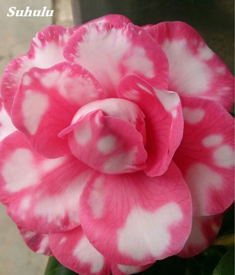2 pcs Mini Bonsai Desert Rose Planta Exotic Adenium Obesum Plant Flower Indoor Plants Air Purification Home Garden Potted Flower