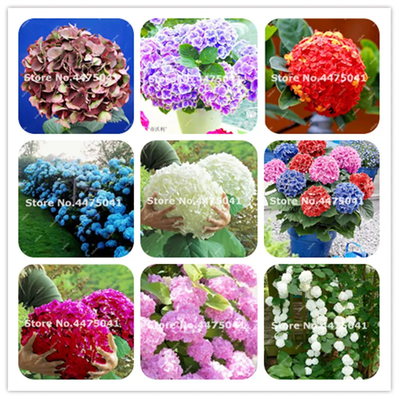 

Multicolor Verbena Bonsai Perennial Hydrangea Perennial Little Tree Balcony Ornamental Home Flowers Seedling Plantas -100 Pcs