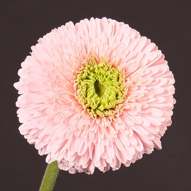200pcs Chrysanthemum Bonsai Beautiful Flower Plants