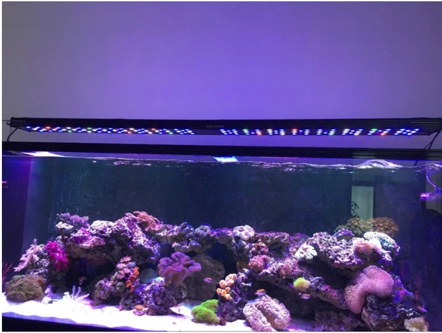best lighting for sps