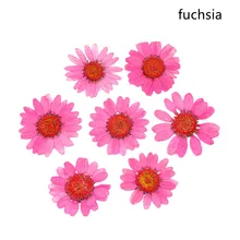 12 шт сушеный цветок консервированный цветок прессованный лепесток маргаритки diy ремесло дизайн ногтей ювелирные изделия карты делая принадлежности для скрапбукинга