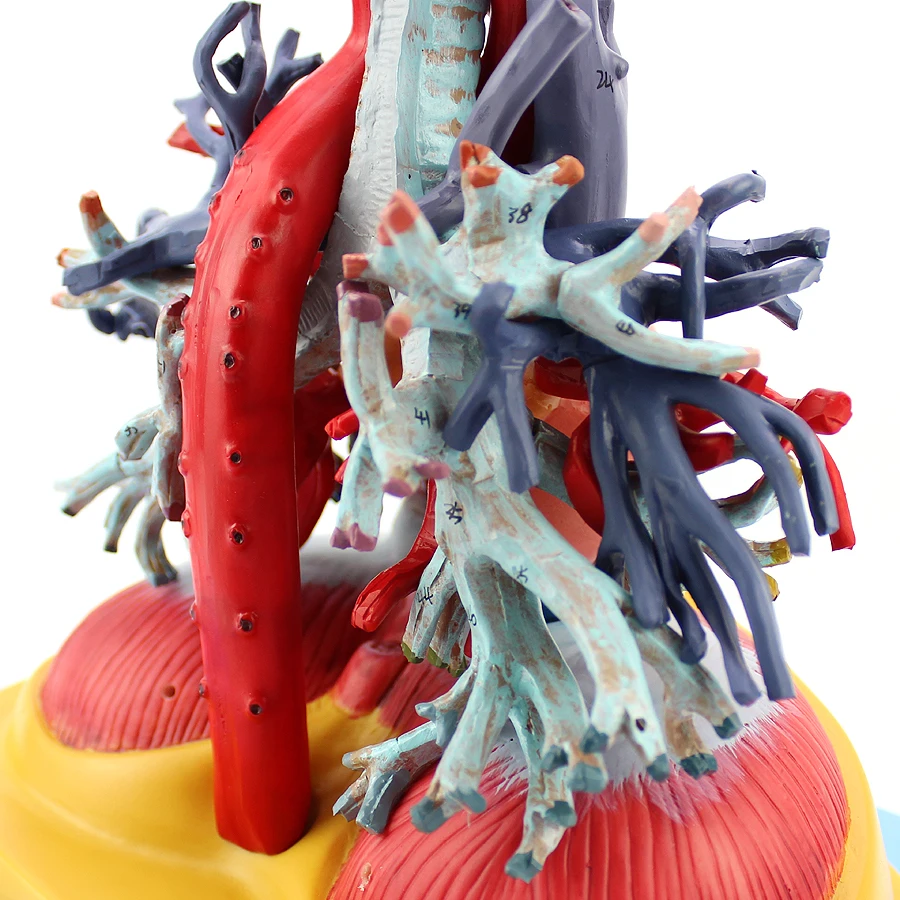 Медицинское сердце человека Легочное трахеальное дерево прозрачная модель грудной хирургии Кардиология Внутренняя медицина дыхательная система