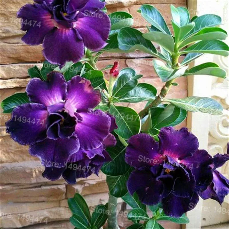 Genuine Desert Rose Plantas rare Adenium Obesum flower Plants 4 pcs Flower Bonsai floresling Air Purification for Home Garden Genuine Desert Rose Plantas rare Adenium Obesum flower Plants 4 pcs Flower Bonsai floresling Air Purification for Home Garden