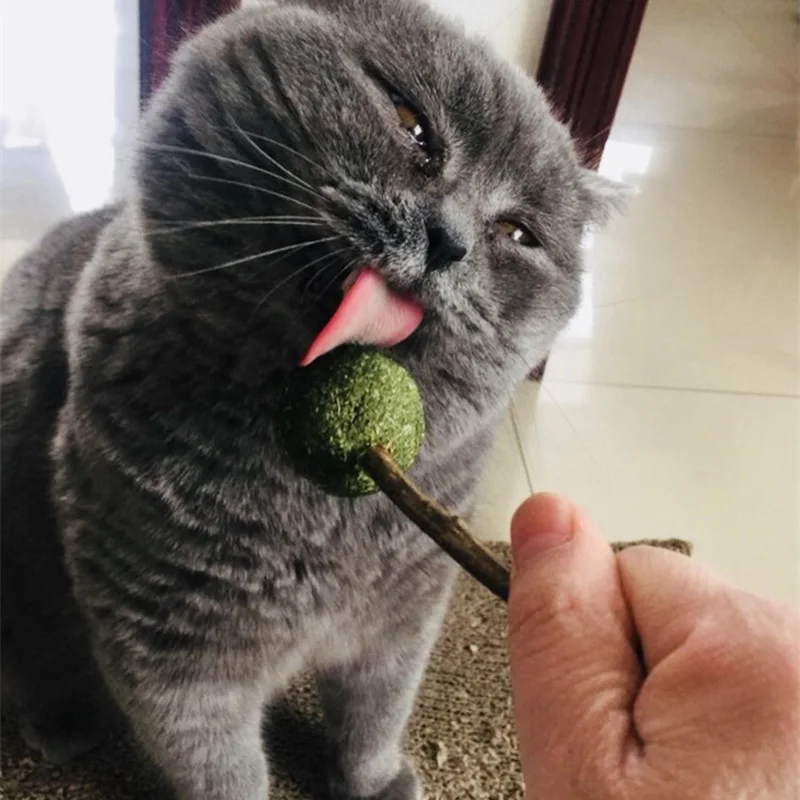 Питомец кошка кошачья мята игрушки натуральные закуски здоровые лизание энергетический мяч котята погоня игрушки полезный, безопасный съедобный лечения товары для домашних животных