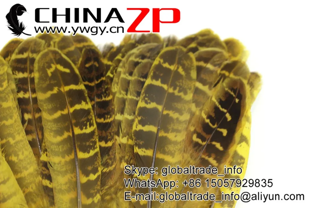 Yellow Ringneck Hen Pheasant Round Quill Wing Feathers (5)