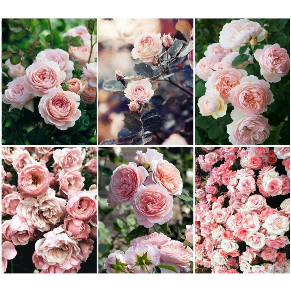 

EverShine Diamond Embroidery Full Display Flower Diamond Painting Full Layout Sale Cross Stitch Diamond Mosaic Bead Picture Kits