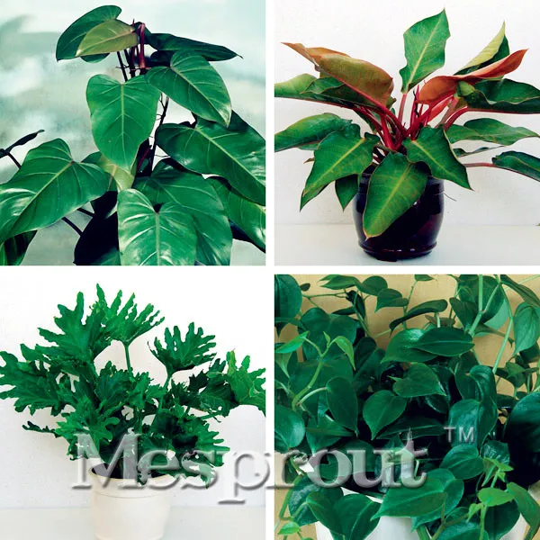 

Promotion!100pcs/bag Rare Chinese Philodendron Bonsai 20 variety Bonsai Tree Bonsai Garden Novel Plants Anti-Radiation
