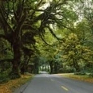 Road passing through a rainforest  Hoh Rainforest  Olympic Peninsula  Washington State  USA Poster Print (18 x 6)