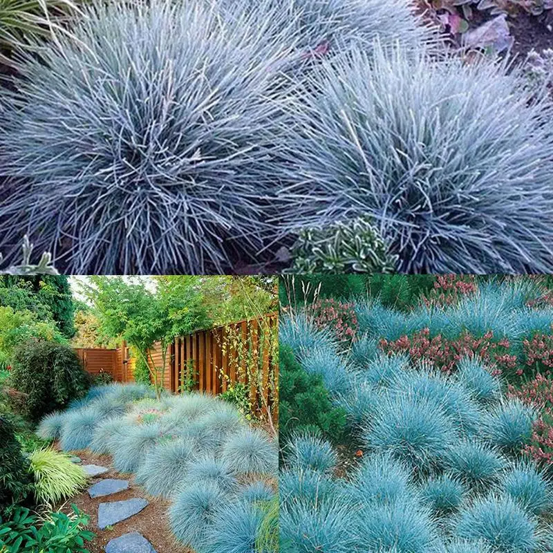 

Ornamental Grass Bonsai Seedplants Potted Flower Planting For Garden&Home Bonsai Balcony Decoration Cultivation Potted Plants