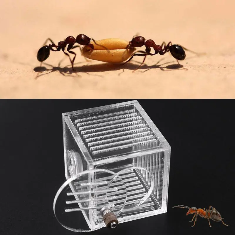 

2019 New Acrylic Ant Feeder Ant Farm Feed Playing Area Ant Insect Nest House Pet Supplies