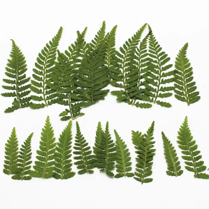 120pcs Pressed Dried Dyed Green Bean Leaves Flower Plant Herbarium For Jewelry Postcard Invitation Card Phone Case Making DIY | Дом и сад