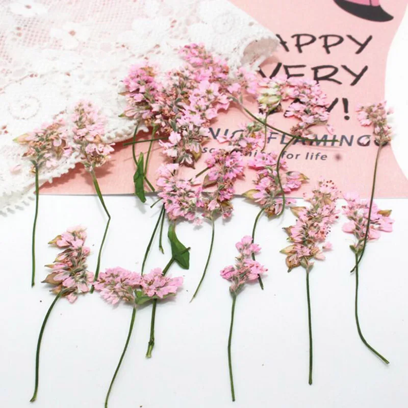 120 шт прессованный высушенный 4-6 см розовый цветок гречихи гербарий из растений для ювелирных изделий открытка с пригласительным билетом чехол для телефона Закладка сделай сам