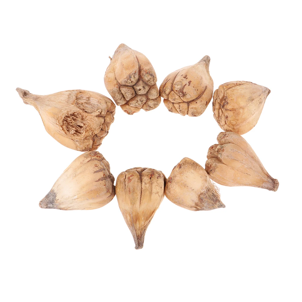50 Pieces Mini Natural Dried Bergamot Fruit for Christmas Wedding Home Party Ornament Gift for Friend Family