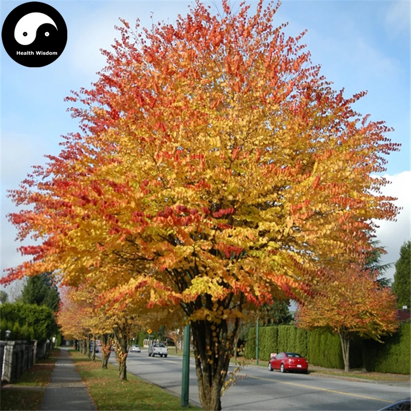 Купить Katsuratree дерево Semente 30 шт. завод Cercidiphyllum Japonicum для Lian Сян Шу