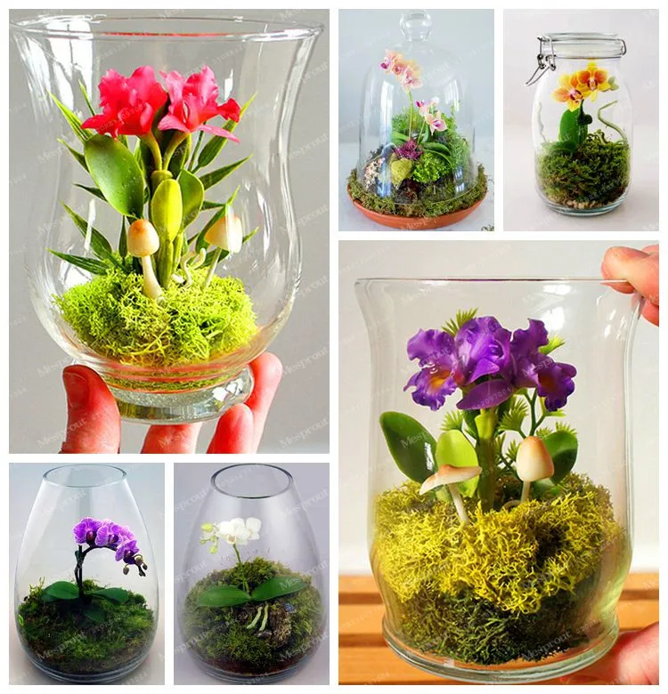 

100Pcs Mini Bonsai Orchid Bonsai Office Plant Beautiful Flowers Home Miniature Flower Garden Plants Four Seasons Free Shipping