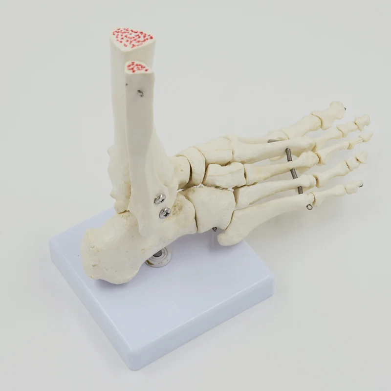 Human Foot Bone Model Foot Sole Joints of Foot Ankle Tibia and Fibula Foot Model Department of Orthopedics Teaching for Medical