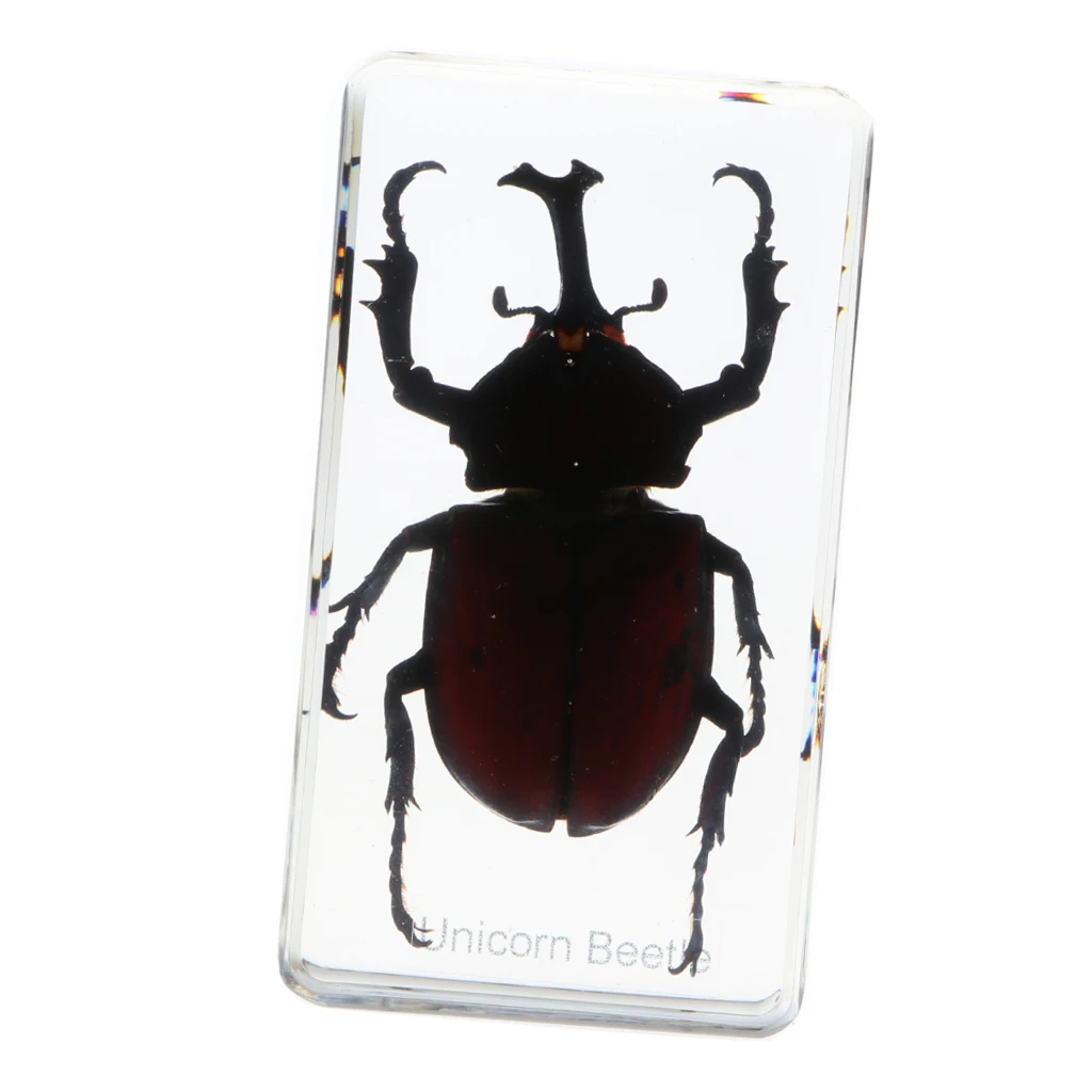 Insect Specimen Paperweight Collection Gift - Rhinoceros Beetle