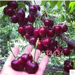 30 шт. Америка Cherry органических фруктов Plantas бонсай черешня Frutas роща украшение для минисада Plantas Tropicales