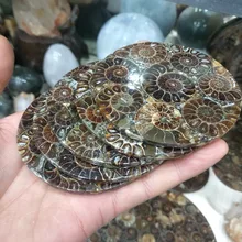 1 Pcs Ammonite Fossil Fetta Piastra Natura Borsette un compassl MADAGASCAR FOSSILE del CAMPIONE di GUARIGIONE di modo decorazione di cerimonia nuziale