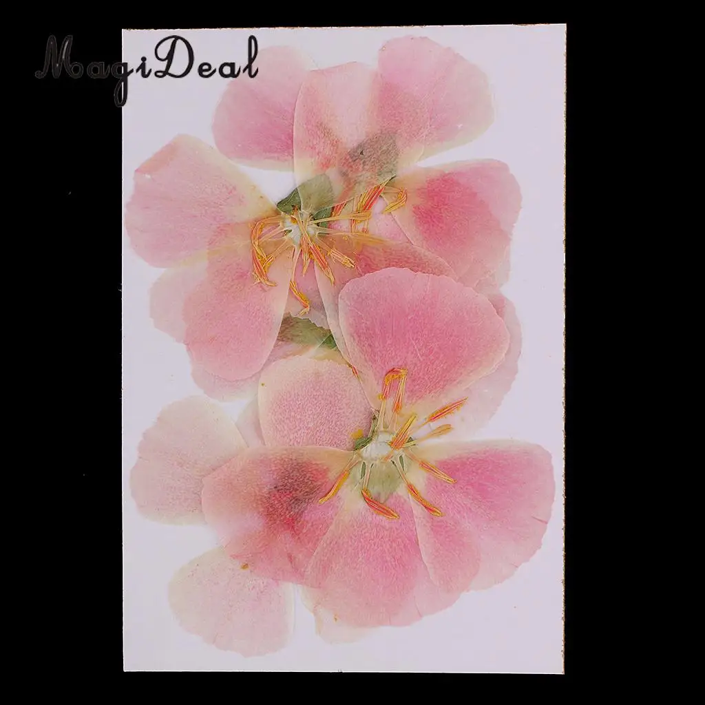 6x Natural Pressed Real Dried Flower Specimen for Jewelry Making Resin Casting DIY Craft Scrapbook Embellishment 4-7cm
