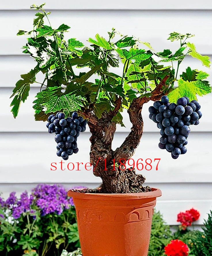 

100pcs/bag grape seeds bonsai fruit seeds NON-GMO sweet & delicious plant for home & garden