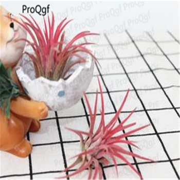 

3Pcs A Set Tillandsia Air