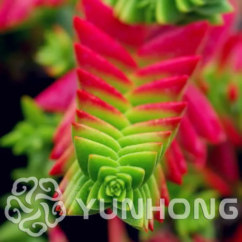 

Hot Sales! 100pcs Mini Bonsai Star Prince Succulent Plants Bonsai rare plants, Pot Germination Rate Of 95% Mixed Colors
