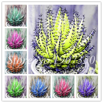 50 Pcs/bag Rare Aloe Vera Bonsai Perfect Color Vegetables & Fruit Edible Beauty Edible Cosmetic Bonsai Plants For Home & Garden