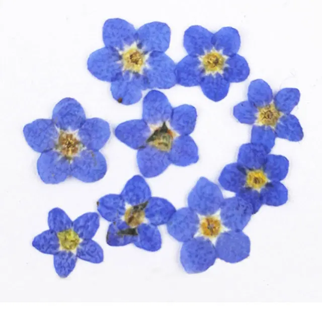 Не забудьте про меня дешевые оптовые цветы для DIY наполнитель материал пресс цветок 1 лот/200 шт - Цвет: Blue 0.5CM