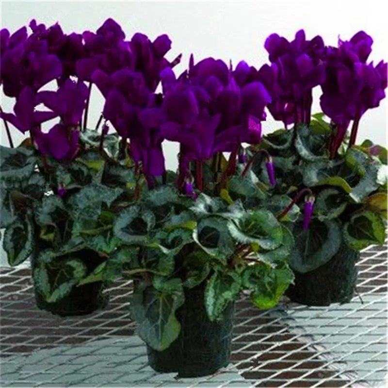 100 Pcs/ Bag Japanese Colorful Bonsai Cyclamen Persicum Flower Outdoor & Indoor Potted Garden Plant Rabbit Ears Blooming Flower